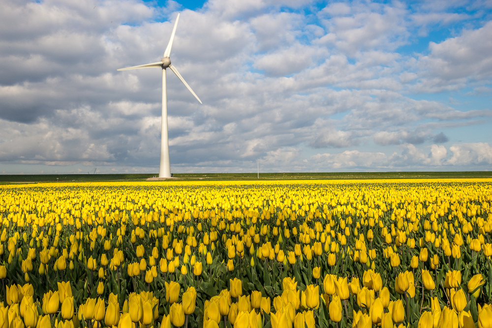 Vibrant tulip fields in the Netherlands during spring